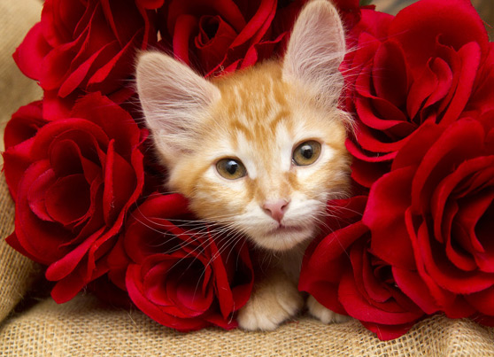 The-One-Kitten
