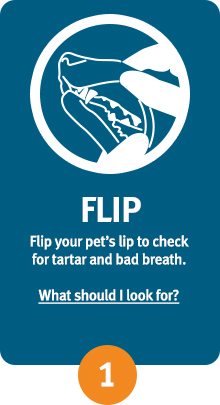 flip