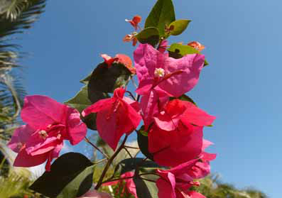 15-Miami-Pink