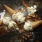 Artisanal Ice Creamery, Salt & Straw Launches New Holiday Flavors + MORE!!