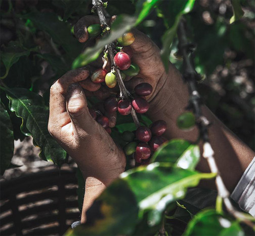 coffee-beans