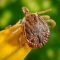 Pest Control: Ways to Protect Your Pets From Pests and Bugs!By Naomi Shaw!