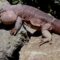 Hotel Maya’s ‘Maya-Animals’ Experience  Celebrates the ‘Lizard and Turtle’ on August 21!