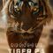 Elevation Pictures Picks Up Warren Pereira’s Animal Rights Documentary: Tiger 24!  Gotham Group to Executive Produce!