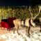 Hotel Maya Celebrates Christmas with MAYA-Animals Experience of a Deer with a Reindeer and Sleigh – Dec. 18!!