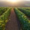 Pinot in the City:  66 Willamette Valley Winemakers Hit LA for First Time  Event!! 9/11 #Hustle for the #Wine #Raffle