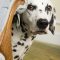 More than “Biz as Usual”: Emergency Preparedness for Pets! #GuestBlog